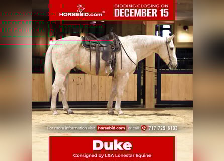 American Quarter Horse, Castrone, 11 Anni, 157 cm, Palomino