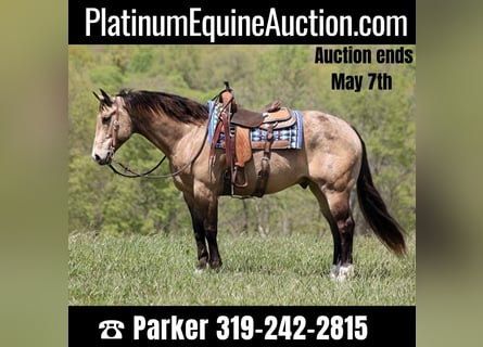 American Quarter Horse, Castrone, 11 Anni, 157 cm, Pelle di daino