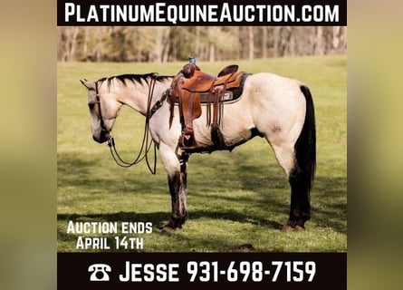 American Quarter Horse, Castrone, 11 Anni, 157 cm, Pelle di daino