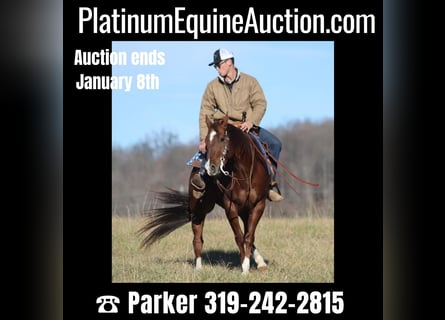 American Quarter Horse, Castrone, 11 Anni, 157 cm, Sauro ciliegia