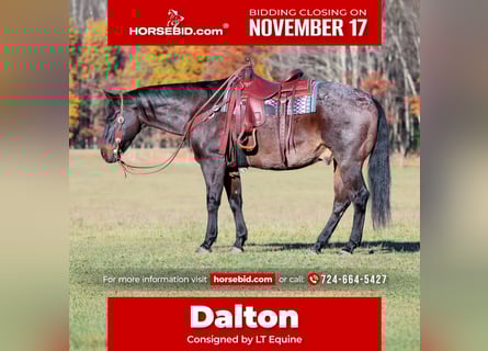 American Quarter Horse, Castrone, 11 Anni, 160 cm, Baio roano