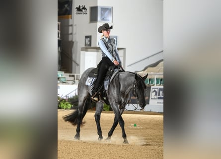 American Quarter Horse, Castrone, 11 Anni, 160 cm, Roano blu