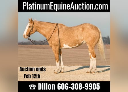 American Quarter Horse, Castrone, 11 Anni, 163 cm, Overo-tutti i colori