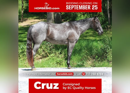 American Quarter Horse, Castrone, 11 Anni, 163 cm, Roano blu
