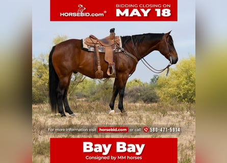 American Quarter Horse, Castrone, 11 Anni, Baio ciliegia