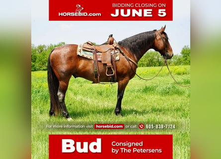 American Quarter Horse, Castrone, 11 Anni, Baio roano