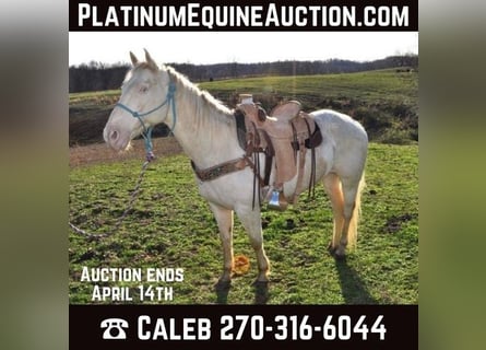 American Quarter Horse, Castrone, 11 Anni, Bianco