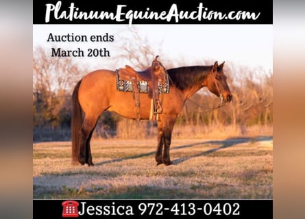 American Quarter Horse, Castrone, 11 Anni, Falbo