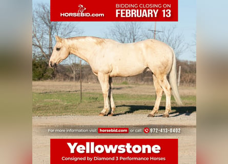 American Quarter Horse, Castrone, 11 Anni, Palomino