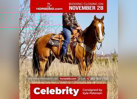 American Quarter Horse Mix, Castrone, 11 Anni, Red dun