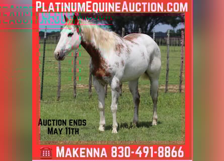 American Quarter Horse, Castrone, 12 Anni, 142 cm, Overo-tutti i colori