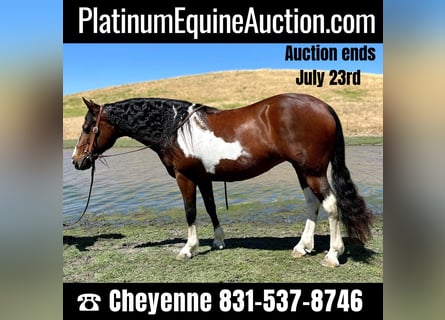 American Quarter Horse, Castrone, 12 Anni, 142 cm, Tobiano-tutti i colori
