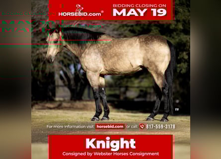 American Quarter Horse, Castrone, 12 Anni, 145 cm, Pelle di daino