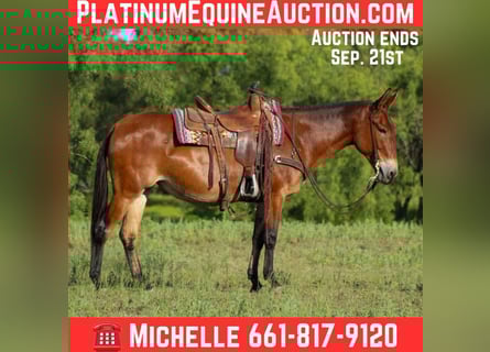 American Quarter Horse, Castrone, 12 Anni, 147 cm, Baio ciliegia
