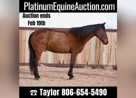 American Quarter Horse, Castrone, 12 Anni, 147 cm, Baio ciliegia