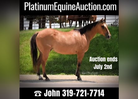 American Quarter Horse, Castrone, 12 Anni, 147 cm, Falbo