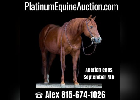 American Quarter Horse, Castrone, 12 Anni, 147 cm, Sauro ciliegia