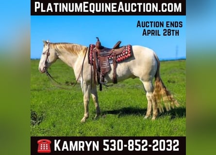 American Quarter Horse, Castrone, 12 Anni, 150 cm, Champagne