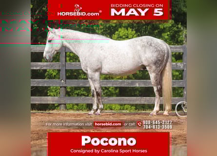 American Quarter Horse, Castrone, 12 Anni, 150 cm, Grigio