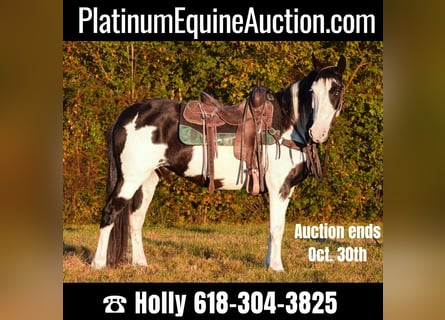 American Quarter Horse, Castrone, 12 Anni, 150 cm, Overo-tutti i colori