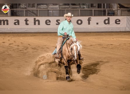 American Quarter Horse, Castrone, 12 Anni, 150 cm, Palomino