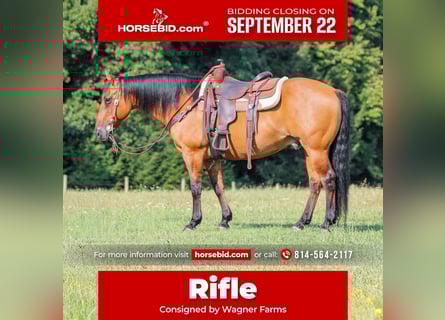 American Quarter Horse, Castrone, 12 Anni, 150 cm, Pelle di daino