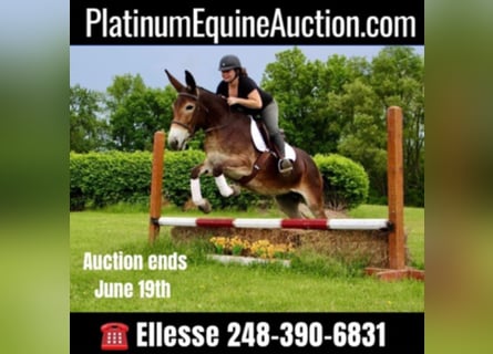 American Quarter Horse, Castrone, 12 Anni, 152 cm, Baio ciliegia
