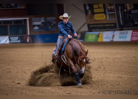 American Quarter Horse, Castrone, 12 Anni, 152 cm, Baio