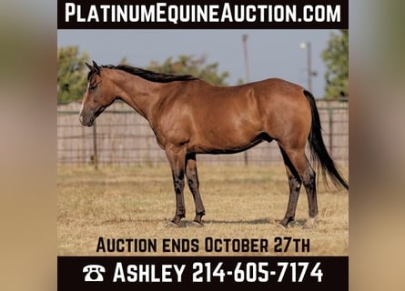 American Quarter Horse, Castrone, 12 Anni, 152 cm, Baio roano