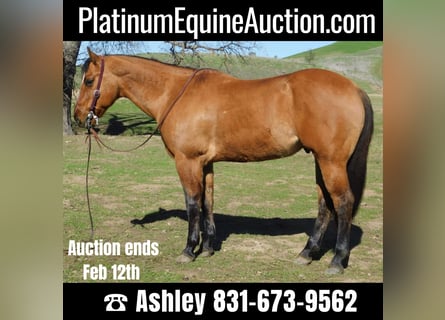 American Quarter Horse, Castrone, 12 Anni, 152 cm, Falbo