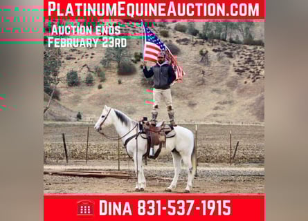 American Quarter Horse, Castrone, 12 Anni, 152 cm, Grigio