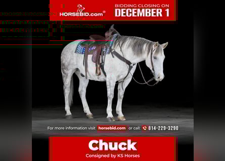 American Quarter Horse, Castrone, 12 Anni, 152 cm, Grigio