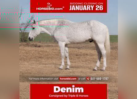 American Quarter Horse, Castrone, 12 Anni, 152 cm, Grigio