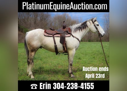 American Quarter Horse, Castrone, 12 Anni, 152 cm, Grigio