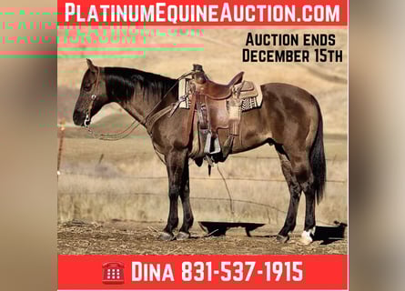 American Quarter Horse, Castrone, 12 Anni, 152 cm, Grullo