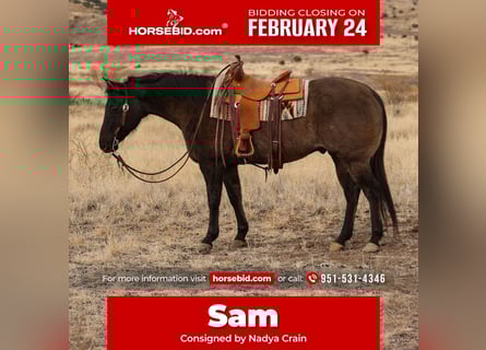 American Quarter Horse, Castrone, 12 Anni, 152 cm, Grullo