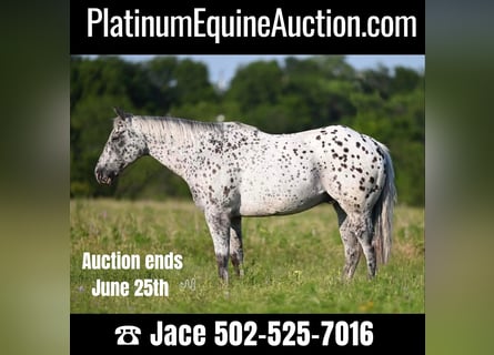 American Quarter Horse, Castrone, 12 Anni, 152 cm, Leopard
