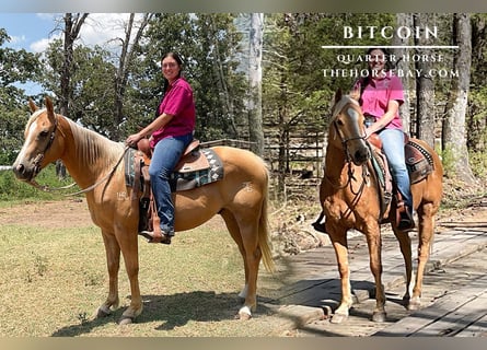 American Quarter Horse, Castrone, 12 Anni, 152 cm, Palomino