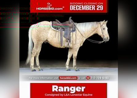 American Quarter Horse, Castrone, 12 Anni, 152 cm, Palomino