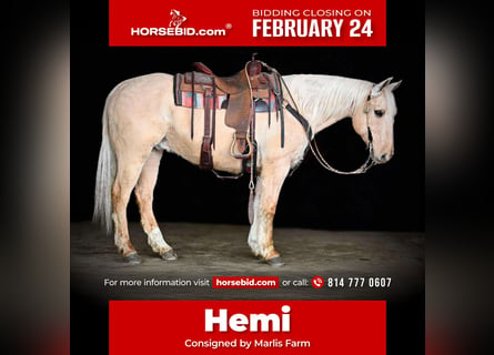 American Quarter Horse, Castrone, 12 Anni, 152 cm, Palomino