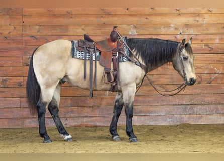 American Quarter Horse, Castrone, 12 Anni, 152 cm, Pelle di daino