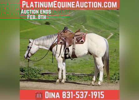 American Quarter Horse, Castrone, 12 Anni, 152 cm, Roano rosso