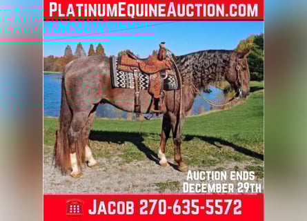 American Quarter Horse, Castrone, 12 Anni, 152 cm, Roano rosso