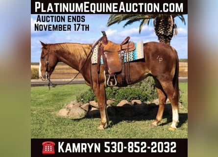 American Quarter Horse, Castrone, 12 Anni, 152 cm, Sauro ciliegia