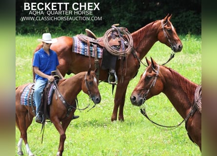 American Quarter Horse, Castrone, 12 Anni, 152 cm, Sauro ciliegia