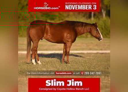 American Quarter Horse, Castrone, 12 Anni, 152 cm, Sauro ciliegia