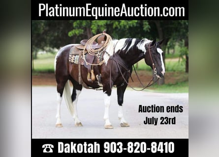 American Quarter Horse, Castrone, 12 Anni, 152 cm, Tobiano-tutti i colori