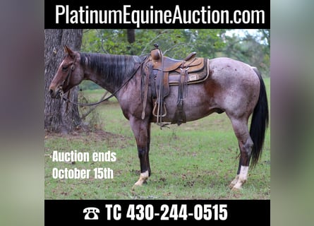 American Quarter Horse, Castrone, 12 Anni, 155 cm, Baio roano