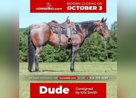 American Quarter Horse, Castrone, 12 Anni, 155 cm, Baio roano