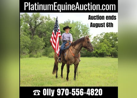 American Quarter Horse, Castrone, 12 Anni, 155 cm, Grullo
